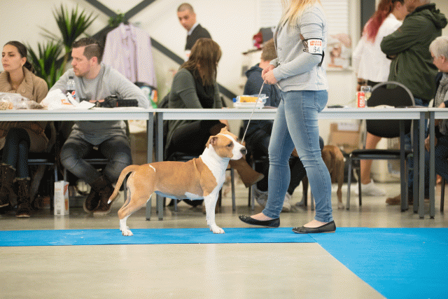 Bo4I0616 30519750224 O