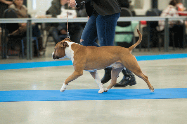 Bo4I0390 31342289075 O