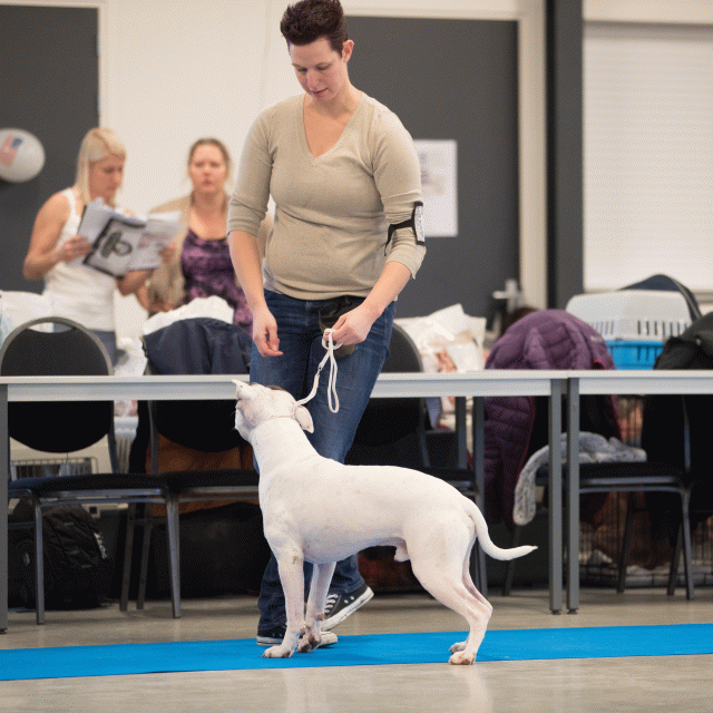 Bo4I0396 30519826464 O