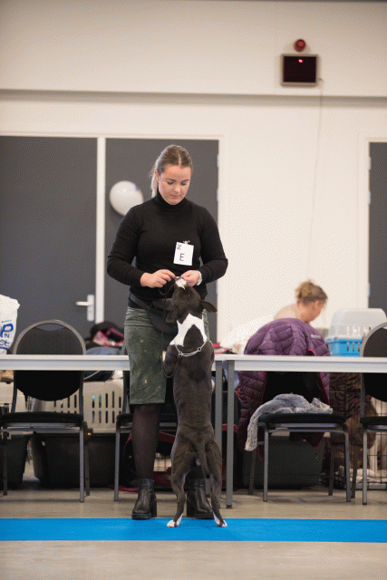 Bo4I0403 31342286785 O