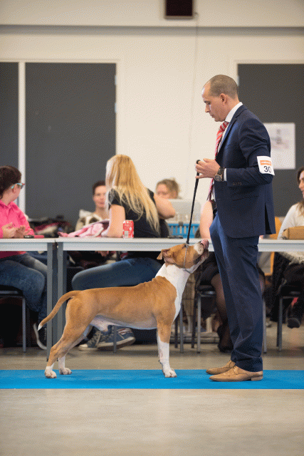 Bo4I0493 31306138716 O