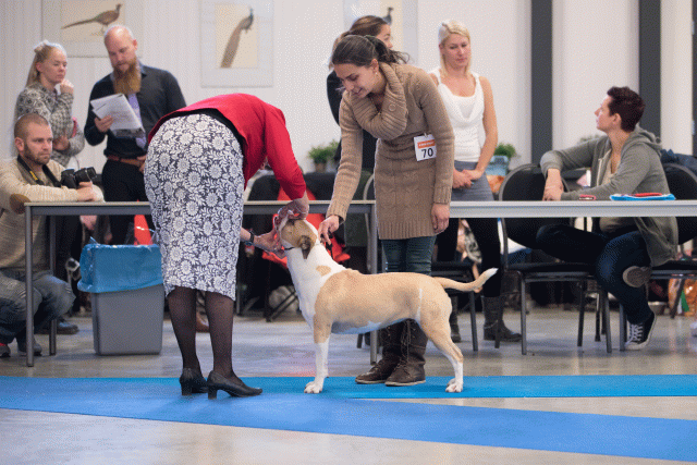 Bo4I0640 30519654274 O