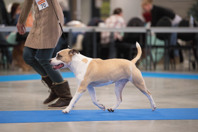 Bo4I0647 31227232461 O