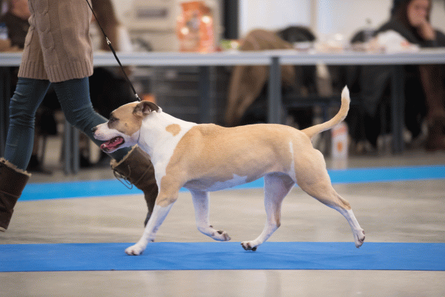 Bo4I0649 30534478963 O