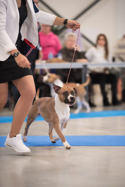 Bo4I0664 31227229251 O