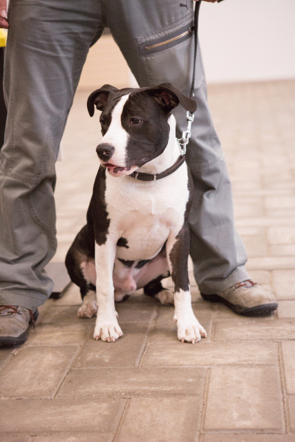 3Y3A3880 15353119325 O