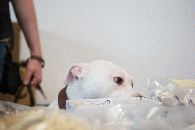 3Y3A3886 15166419770 O