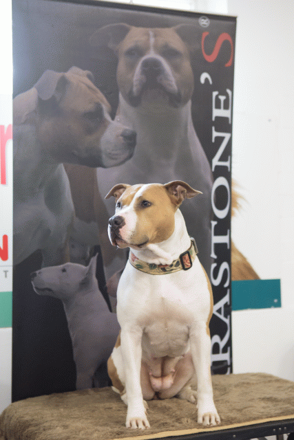 3Y3A3911 15166532288 O