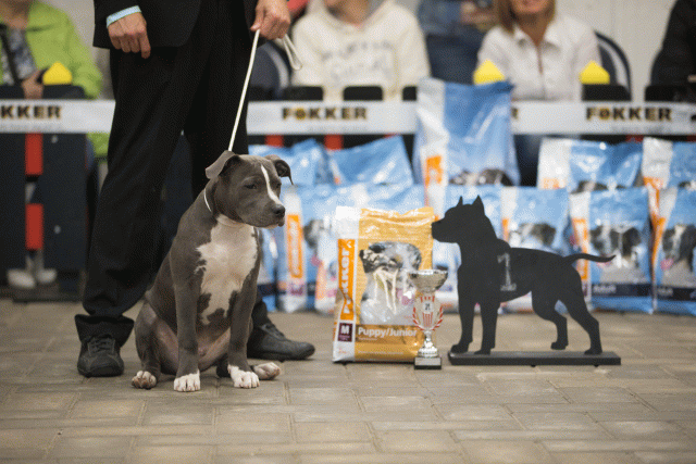 Cs3Q6510Babyk Catno 1 15166382230 O