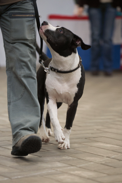 Cs3Q6513Puppyreu Catno 6 15330047146 O