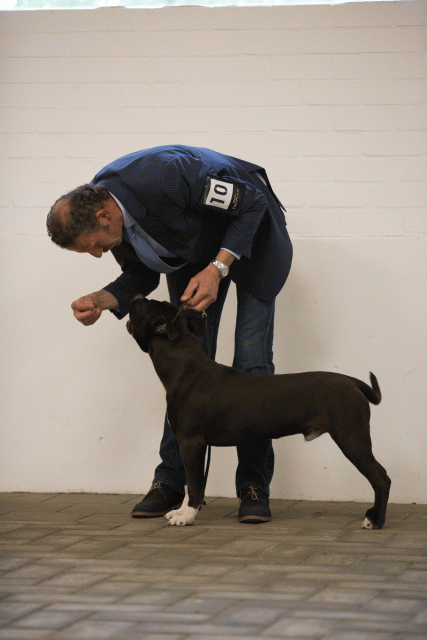 Cs3Q6516Puppyreu Catno 10 15352762262 O