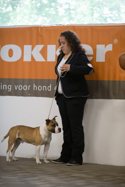 Cs3Q6518Puppyreu Catno 8 15166320769 O