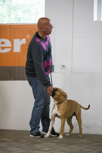 Cs3Q6519Puppyreu Catno 9 15166377720 O