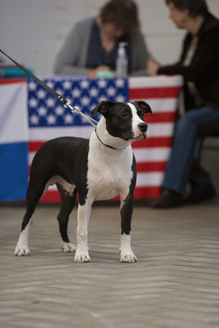 Cs3Q6522Puppyreu Catno 6 15166498018 O