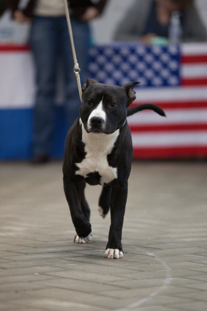 Cs3Q6525Puppyreu Catno 7 15166315779 O