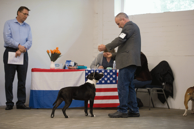 Cs3Q6526Puppyreu Catno 7 15353065805 O