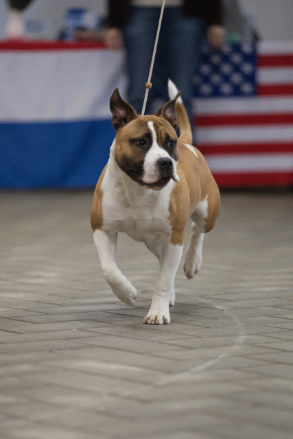 Cs3Q6529Puppyreu Catno 8 15166553277 O