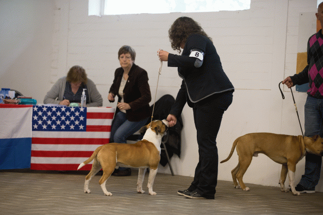 Cs3Q6533Puppyreu Catno 8 15353064175 O