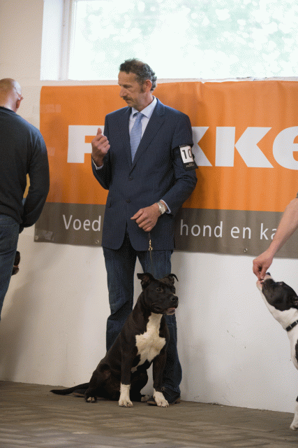 Cs3Q6534Puppyreu Catno 10 15330035096 O