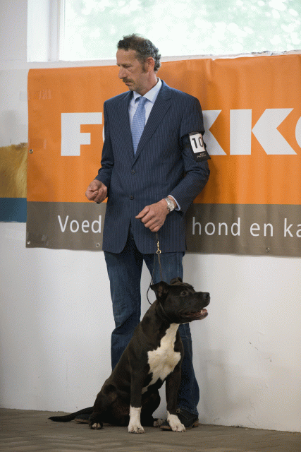 Cs3Q6535Puppyreu Catno 10 15349872761 O