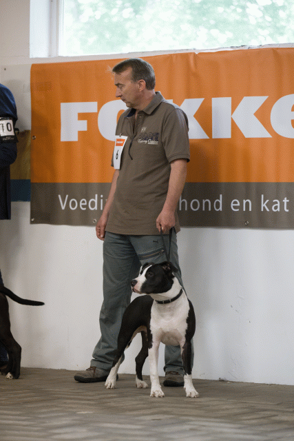 Cs3Q6540Puppyreu Catno 6 15166306579 O