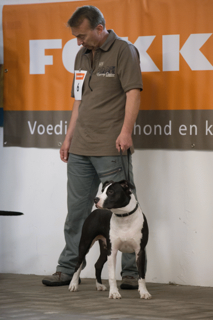 Cs3Q6541Puppyreu Catno 6 15166486008 O