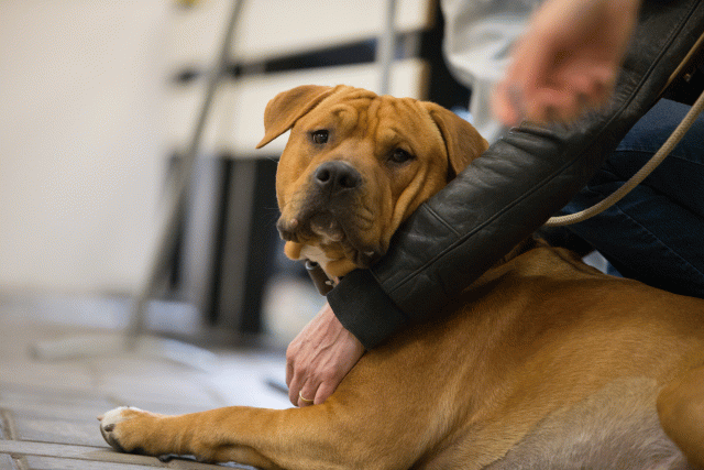 Cs3Q6544 15166482218 O