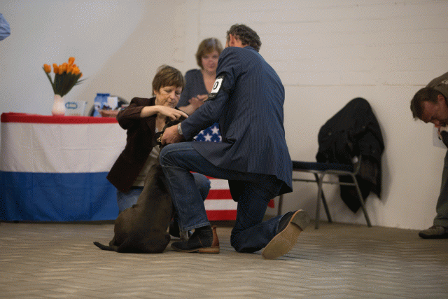 Cs3Q6546Puppyreu Catno 10 15352740202 O