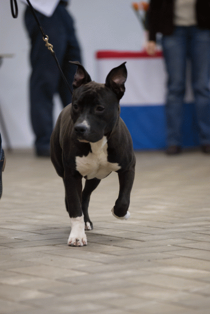 Cs3Q6547Puppyreu Catno 10 15349862621 O