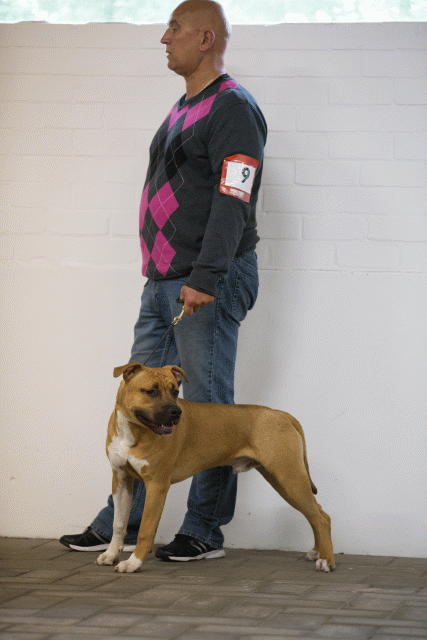 Cs3Q6550Puppyreu Catno 9 15349861791 O