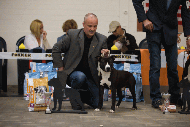 Cs3Q6553Puppyreu Catno 7 15166355130 O