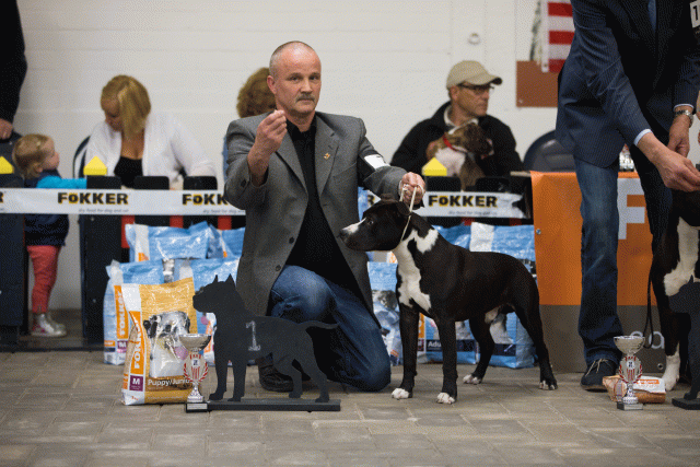 Cs3Q6555Puppyreu Catno 7 15349858401 O