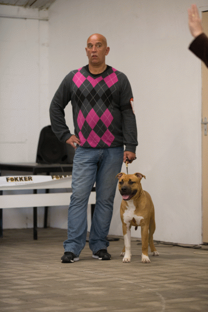 Cs3Q6560Puppyreu Catno 9 15166472018 O