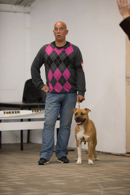 Cs3Q6561Puppyreu Catno 9 15166532127 O