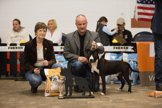 Cs3Q6567Puppyreu Catno 7 15352727732 O