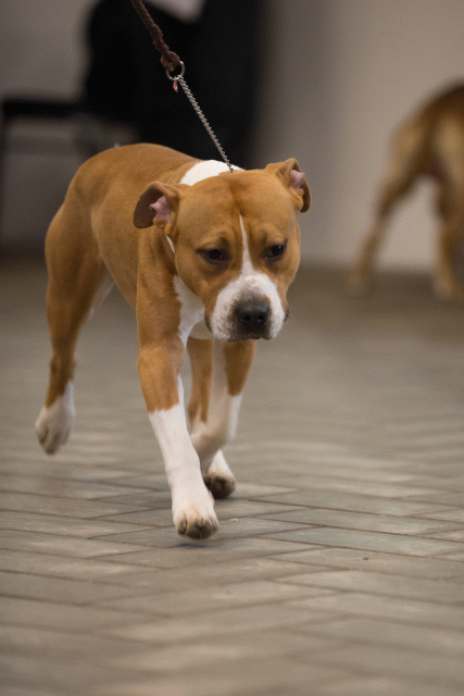 Cs3Q6587Jeugdreu Catno 12 15349841001 O