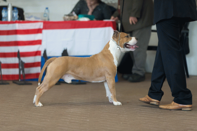 Cs3Q0183 15872263590 O