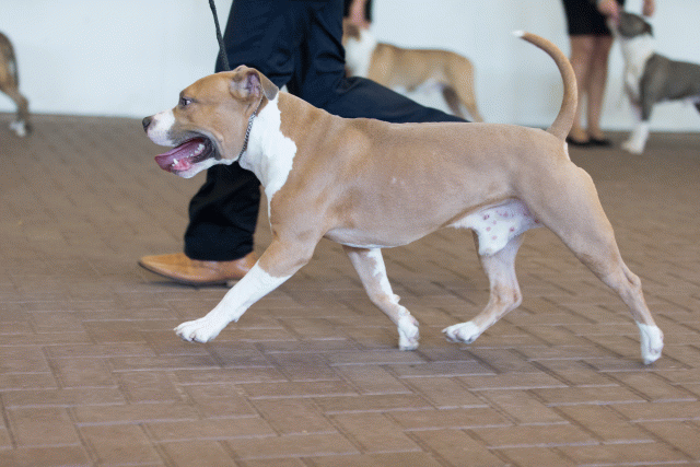 Cs3Q0187 15873775027 O