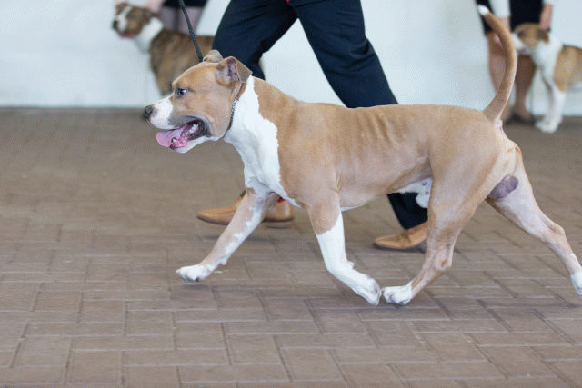 Cs3Q0189 16033763296 O