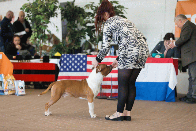 Cs3Q0194 15437248024 O