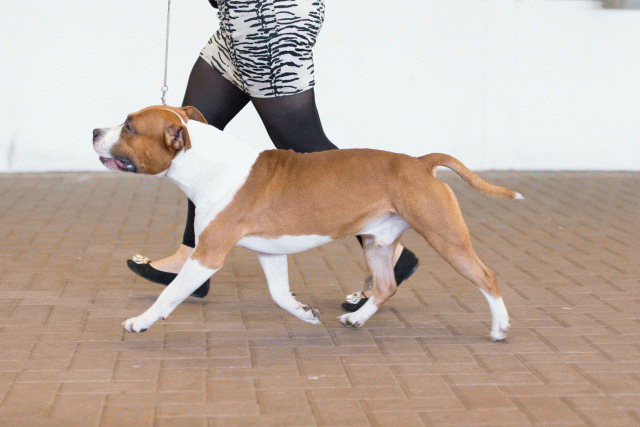 Cs3Q0203 16058836792 O