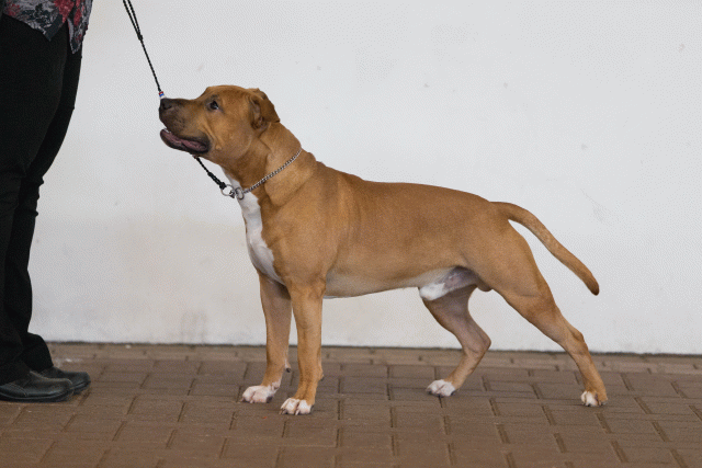 Cs3Q0224 16057578031 O