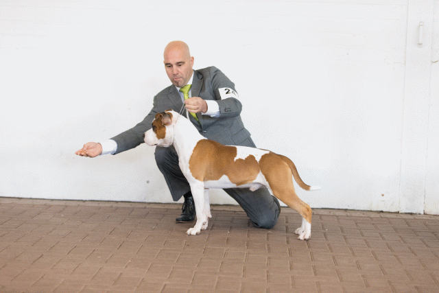 Cs3Q0249 15437234474 O