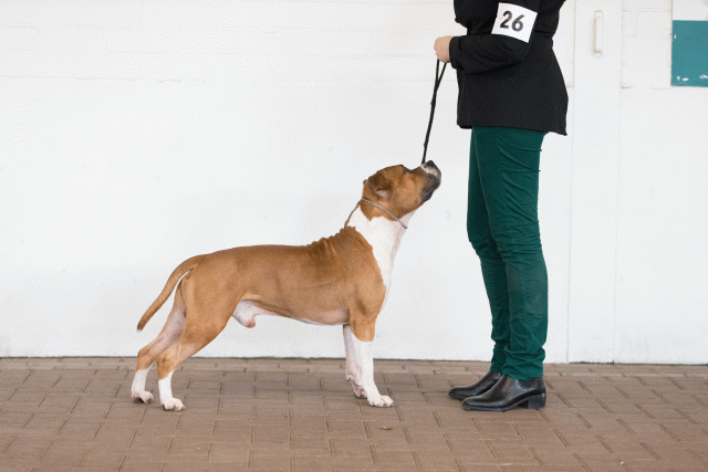 Cs3Q0252 15873457579 O