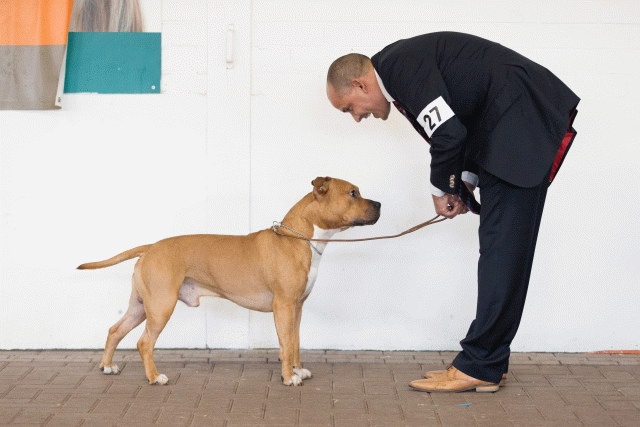 Cs3Q0255 16033746336 O