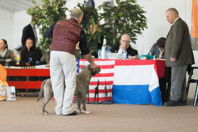 Cs3Q0264 15439863813 O