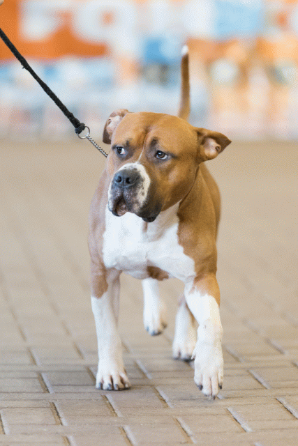 Cs3Q0291 15439858263 O