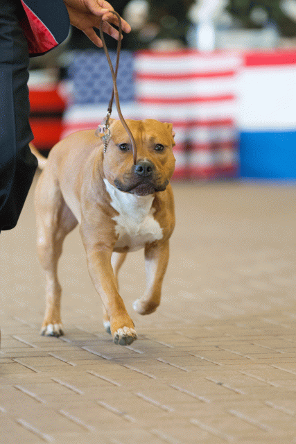 Cs3Q0294 15872233360 O