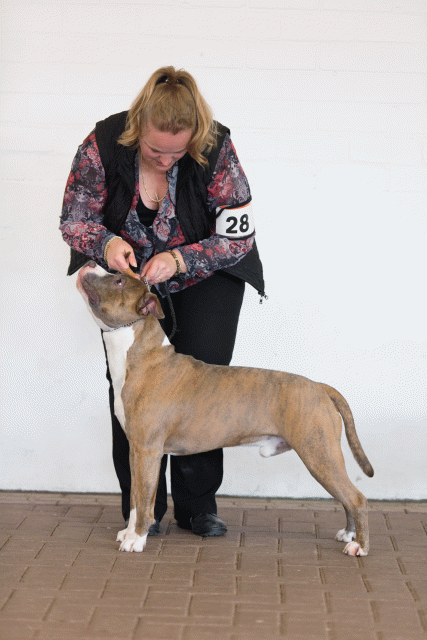 Cs3Q0300 16058812762 O