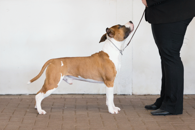 Cs3Q0301 15872231710 O